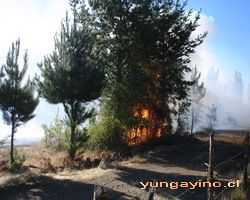 Incendio en Sector La Isla, Cabrero